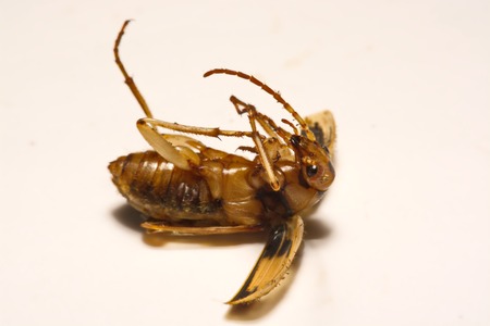 Bombardier beetles on a smooth backgroundの写真素材