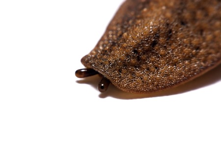 Slug or slug is a common name for shellfish from white background.の写真素材