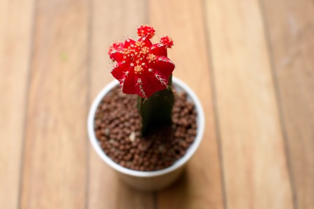 Red Gymnocalycium cactus Cactus flowers in pot at cactus garden succulents and cactus blooming flowersの写真素材