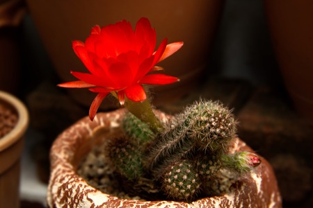 Bright Red Flowers blooming on Torch cactus.の写真素材