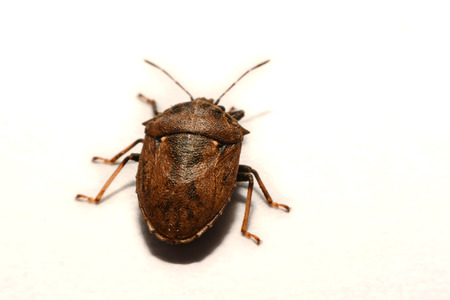 Macro shooting at close range and spot of brown Marmalade Stink Bug on white paper backgroundの写真素材