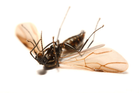 Close-up photos Winged ants on a white background.