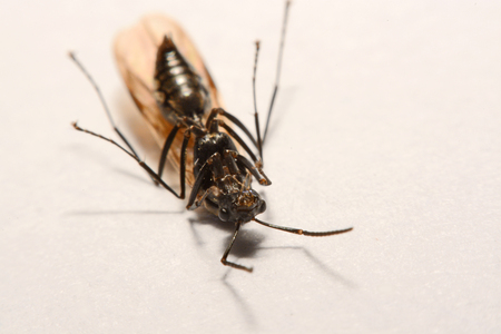 Close-up photos Winged ants on a white background.の写真素材