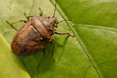 Macro shooting at close range and spot of Shield Bug Or Stink Bug brown on plant .