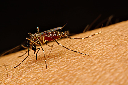 Macro of mosquito (Aedes aegypti) sucking blood close up on the human skin. Mosquito is carrier of...