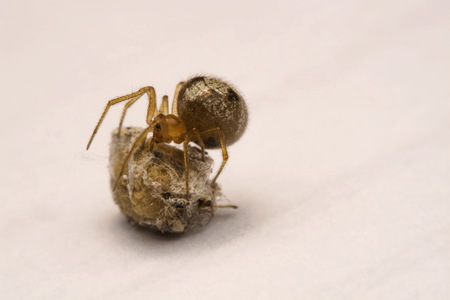 A small spider is watching its eggs on a white backgroundの写真素材