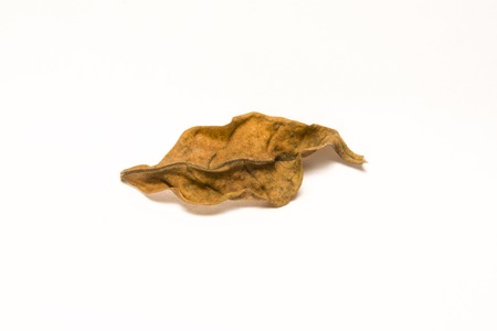 dry leafs isolated on white background.