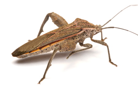 Close-up photos Brown Dock Bug isolated on a white background.