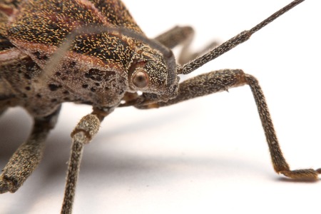 Close-up photos Brown Dock Bug isolated on a white background.