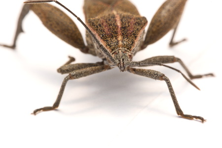 Close-up photos Brown Dock Bug isolated on a white background.