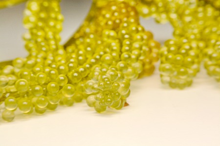 sea grapes or green cavier Seaweed Healthy sea food. Oval sea grapes seaweed in thailand.の写真素材