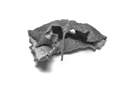 Black and White picture Dried  leaf on white background. The leaf tree on white background.の写真素材
