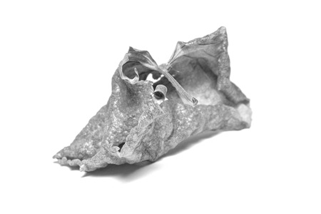 Black and White picture Dried  leaf on white background. The leaf tree on white background.の写真素材