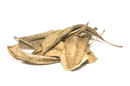 Dried bay leaf on white background. The  leaf tree on white background