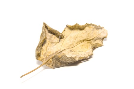 Dried bay leaf on white background. The  leaf tree on white backgroundの写真素材