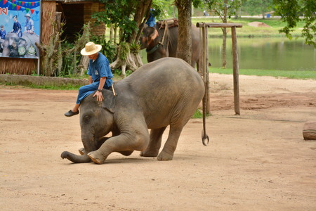 The elephant show one activity that people like to show Thailand Elephant Conservation Center Lampang- 2018のeditorial素材