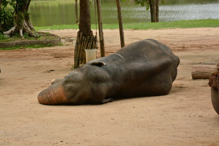 The elephant show one activity that people like to show Thailand Elephant Conservation Center...