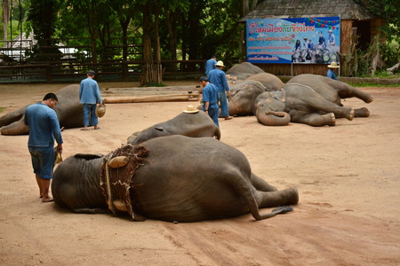 The elephant show one activity that people like to show Thailand Elephant Conservation Center Lampang- 2018のeditorial素材