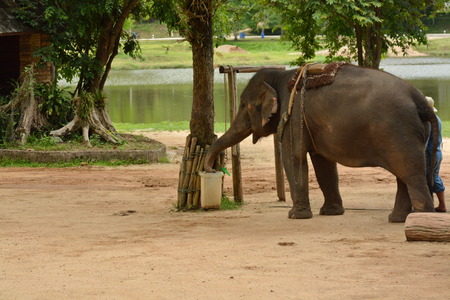 The elephant show one activity that people like to show Thailand Elephant Conservation Center Lampang- 2018のeditorial素材