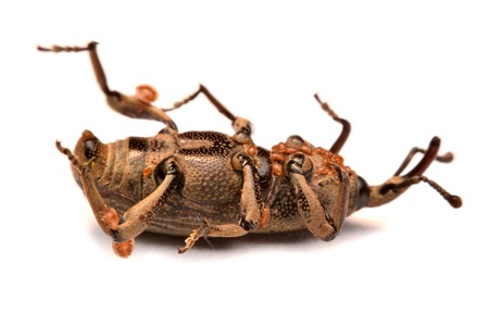 Acorn weevil, Curculio glandium, isolated on white
A little black weevil waiting alone for a photo.の写真素材