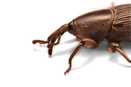 Acorn weevil, Curculio glandium, isolated on whiteA little black weevil waiting alone for a photo.