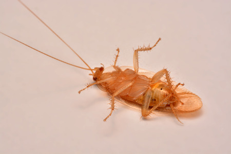 Macro photo,Closeup cockroach on white background for Insecticide product concept selective focus,Winged insectの写真素材