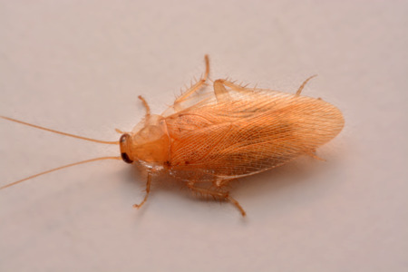 Macro photo,Closeup cockroach on white background for Insecticide product concept selective...