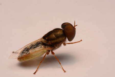 Horse Fly or Tabanus sulcifrons closeup photoの写真素材