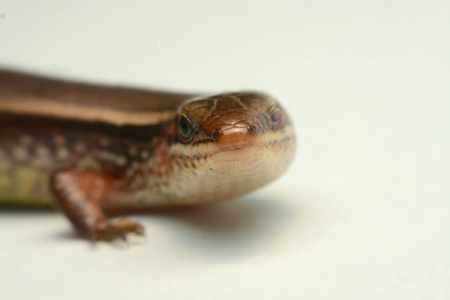 Skink close-up, skink macro image on a white backgroundの写真素材