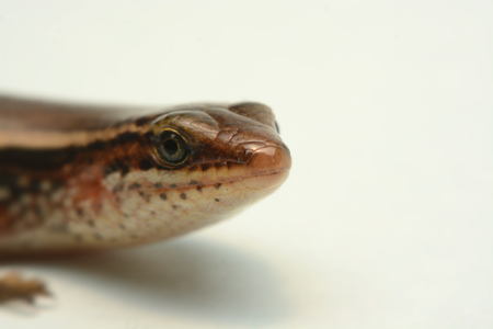 Skink close-up, skink macro image on a white backgroundの写真素材