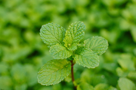 Mint leaves, peppermint leaves of mint on green background, Closeup of fresh mints leaves texture or abstract background, Green fresh mint , selective focusの写真素材