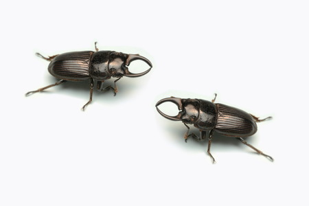 Close-up photography, macro body of black beetle, Old-sculptured stag beetle isolated on white background.の写真素材