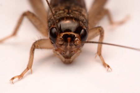 A Gryllidae ,Orthoptera isolated on white background.の写真素材