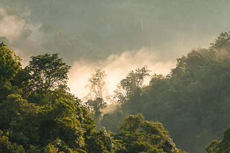 Golden mist in the forest.