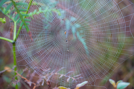 Spider web on the tree.の写真素材