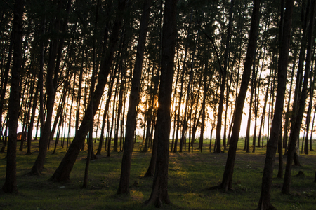 Sunrise along the pine.の写真素材