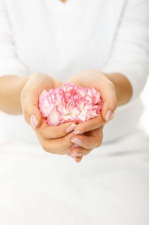 Beautiful woman hands with pink gillyflower on white backgroundの写真素材