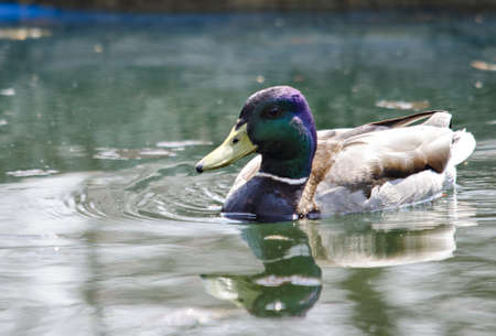Duck