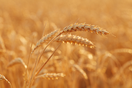 Summer time for harvest. Golden ears of wheat are ready for Harvest. Harvest Concept. Background of wheat field.の写真素材