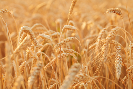 Summer time for harvest. Golden ears of wheat are ready for Harvest. Harvest Concept. Background of wheat field.の写真素材