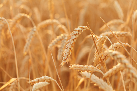 Summer time for harvest. Golden ears of wheat are ready for Harvest. Harvest Concept. Background of wheat field.の写真素材
