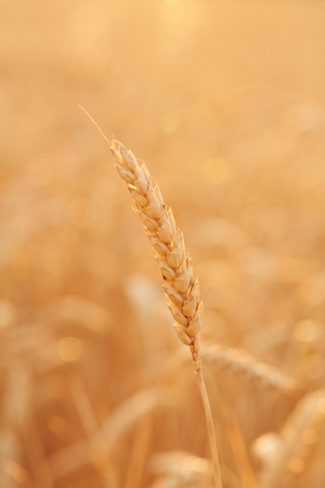 Summer time for harvest. Golden ears of wheat are ready for Harvest. Harvest Concept. Background of wheat field.の写真素材