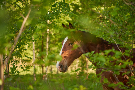 Very subtle horseの写真素材