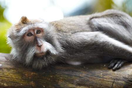 UBUD, INDONESIA - One of the Balinese lazy monkey in the monkey forest.の写真素材