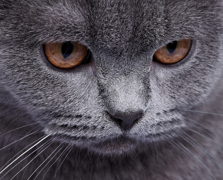 Domestic Catの写真素材