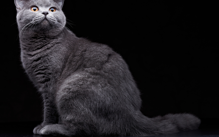 Domestic Catの写真素材