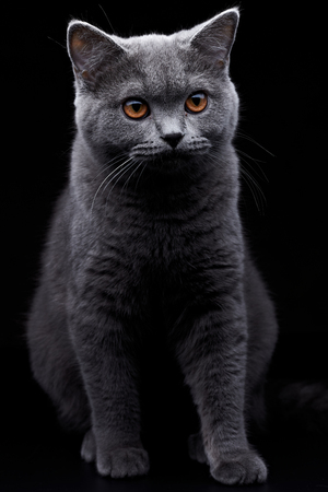 Domestic Catの写真素材