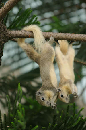 Twi squirrels hanging in a treeの写真素材