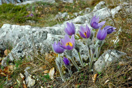 pasqueflowerの写真素材