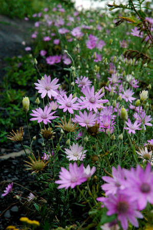 immortelleの写真素材